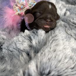 Shih Tzu Puppies from Shurbeez Shih Tzu