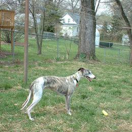 Whippet All Grown Up from Nota Bene Whippets