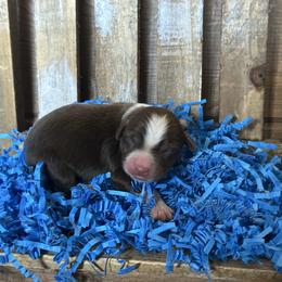 RTM2 - Red tri male Miniature Australian Shepherd puppy in Lexington, Nebraska from Osborne's Aussies