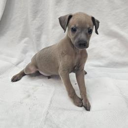 Aslan - Fawn male Italian Greyhound puppy in Newalla, Oklahoma from Heartland Iggys