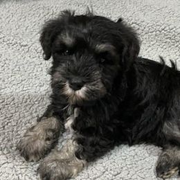 Miniature Schnauzers from Cindy’s Mini Schnauzers