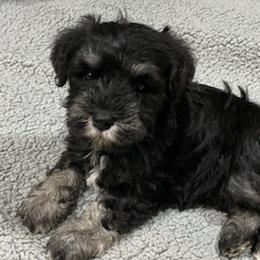 Miniature Schnauzers from Cindy’s Mini Schnauzers
