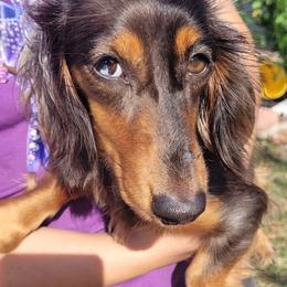 Reese - Dachshund