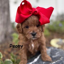 Peony - Red female Cavapoo puppy in Herriman, Utah from Gypsi Doodles & Poodles LLC.