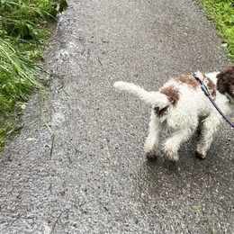 Aster - Brown Lagotto Romagnolo puppy in Anchorage, Alaska from Joyful Heart