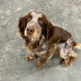 Gus - English Springer Spaniel