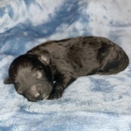 Wick - Black male Cockapoo puppy in Bedford, Iowa from Our Father’s Doodles