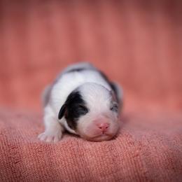 Munster - Blue merle male Australian Shepherd puppy in Weatherford, Texas from Ridgestar Aussies