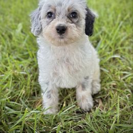 Bella - Blue female Assorted Doodle Crosses puppy in Ohio from Holley Doodles