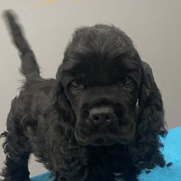 Boy 1 - Cocker Spaniel puppy in Owosso, Michigan from Lapoco