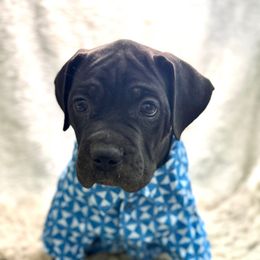 Rocket - Black male Cane Corso puppy in Russellville, Missouri from Soaring Royalty Canines LLC
