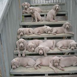 Weimaraner Puppies from Simpatico