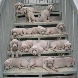 Weimaraner Puppies from Simpatico