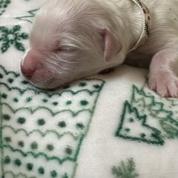 Golden Retriever Puppies from CoastalRetrieversva