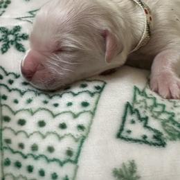 Golden Retriever Puppies from CoastalRetrieversva