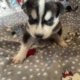 Boy 2 - Black and white male Siberian Husky puppy in Benton, Tennessee from Heddens Husky Hideaway