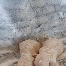 Goldendoodle and Poodle Puppies from Golden B Acres