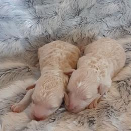 Goldendoodle and Poodle Puppies from Golden B Acres