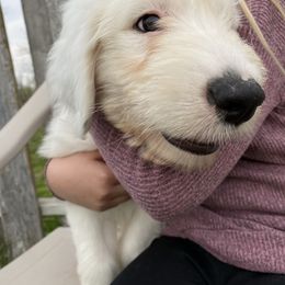 Old English Sheepdog Puppies from Heavinly Blessings Farm Pups - Old English Sheepdog Puppies