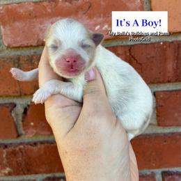 Merle parti boy - Chocolate merle male Pomeranian puppy in Inola, Oklahoma from My Bella’s Pomeranians