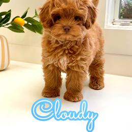 Cloudy - Red male Maltipoo puppy in Buford, Georgia from Petite Posh Puppies