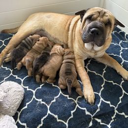 Girl 2 - Red fawn female Chinese Shar-Pei puppy in Fairfield, Texas from Majesty SharPei