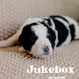 Jukebox - Black and white male Sheepadoodle puppy in Patterson, California from Dooling Doodles