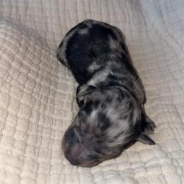 Phantom Blue Merle Female - Blue merle female Aussiedoodle puppy in Angola, Indiana from Classic City Doodles