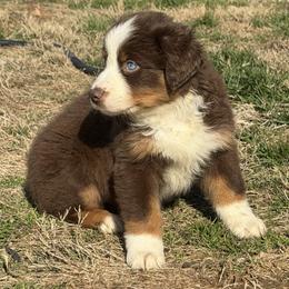 Girl 3-Red Tri - Red tri-color female Australian Shepherd puppy in Mayfield, Kentucky from Hamilton Farms