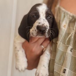 Arthur - Black and white male Basset Hound puppy in Yarnell, Arizona from Boulder Oak Bassets