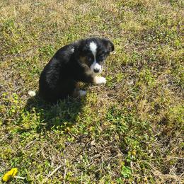 Lila - Black tri female Toy Australian Shepherd puppy in Jennings, Oklahoma from Casual Country Aussies