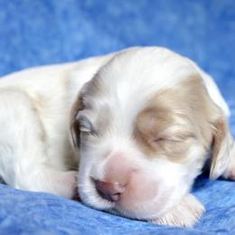 Cocker Spaniels from Sweet Pups