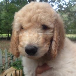 Double Doodles, Goldendoodles, and Labradoodles from Dixie Magnolia Doodles