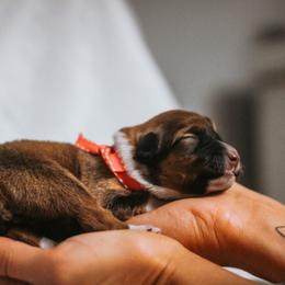 English Shepherd Puppies from Kefi Collie Co
