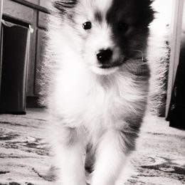 Shetland Sheepdogs from Silo-Ette Shelties