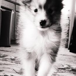 Shetland Sheepdogs from Silo-Ette Shelties