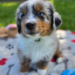 Ozzie - Blue merle male Miniature American Shepherd puppy in Kalama, Washington from Lone Pine Miniature American Shepherds