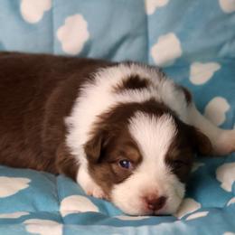 Martha - Red tri-color female Australian Shepherd puppy in Springville, New York from RisingStar Australian Shepherds