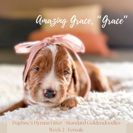 Grace - Red  female Goldendoodle puppy in Marietta, Georgia from Reece + Co Doodles & Poodles