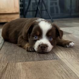 RTB - Red tri male Miniature Australian Shepherd puppy in Bethany, Illinois from Rachel at Marrowbone Creek Aussies