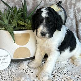 Rose - Black and white female Bernedoodle puppy in Bells, North Carolina from Neighborhood Poodles & Doodles