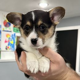 AKC PWC - DM & EIC Clear - Tri Girl1 - Pembroke Welsh Corgi puppy from 4A Corgis