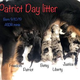 Australian Shepherd and Miniature Australian Shepherd Puppies from Holly Spring Farm Australian Shepherds