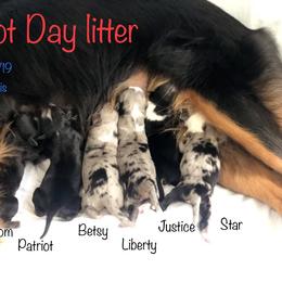Australian Shepherd and Miniature Australian Shepherd Puppies from Holly Spring Farm Australian Shepherds