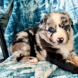 Blue - Blue merle male Australian Shepherd puppy in Oxford, Florida from SoCo Aussies