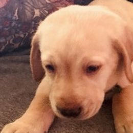 Labrador Retrievers from Maddie’s Babies