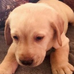 Labrador Retrievers from Maddie’s Babies