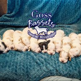 Basset Hound Puppies from Goss Bassets