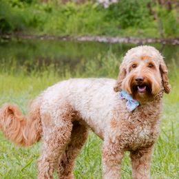 Australian Labradoodles from Golden Corner Labradoodles, LLC