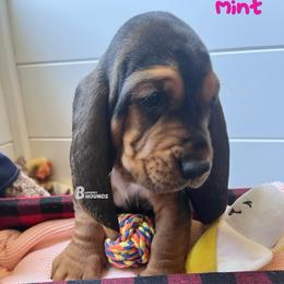 Mint - Black tan and white female Basset Hound puppy in Willow Spring, North Carolina from Blackberry Creek Basset Hounds